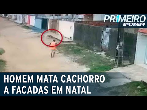 Vídeo: Homem Mata Cachorro Na Cara