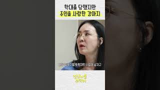 학대당했지만 사람을 너무 사랑한 강아지