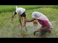 Hand Fishing In Beautiful Rainy Day From Harvest Field- Beauty Of Bengali Village Nature