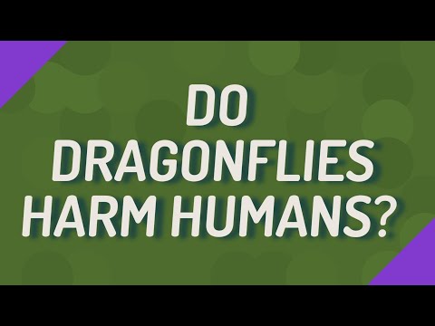 Do Dragonflies Harm Humans