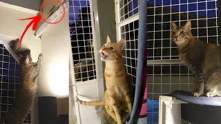 Crazy Cat Frenzy: Watch The Hilarious Moment When Your Kitty Meets A Fearless Lizard! by Cats Life PH 279 views 3 months ago 2 minutes, 8 seconds