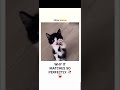 PERFECT SOUND sea lion😭 #cat #youtube #youtubeshorts #animals