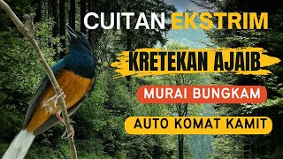 7 DETIK LANGSUNG GACOR !! SUARA KRETEKAN DAN SIULAN MURAI BATU BETINA MEMANGGIL JANTAN