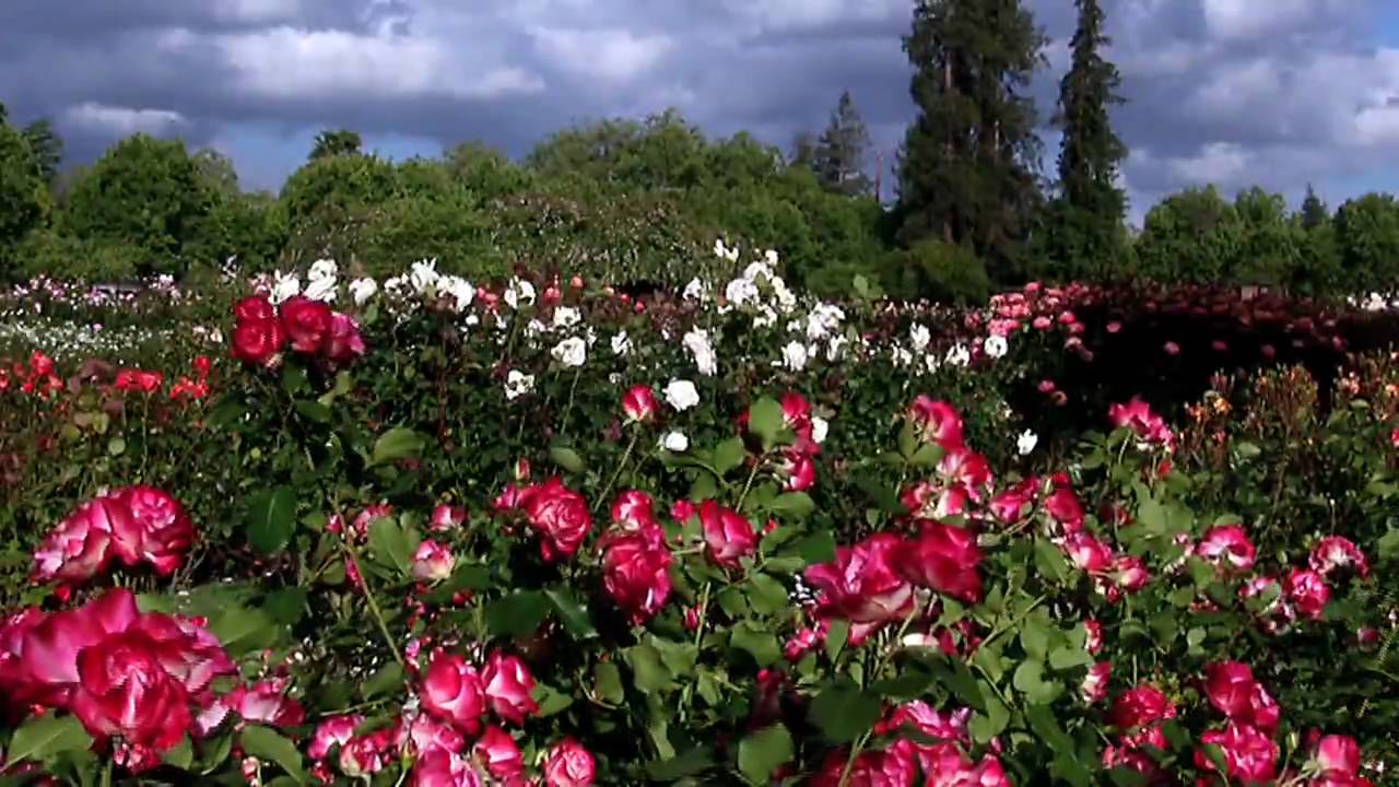 San Jose Municipal Rose Garden Youtube