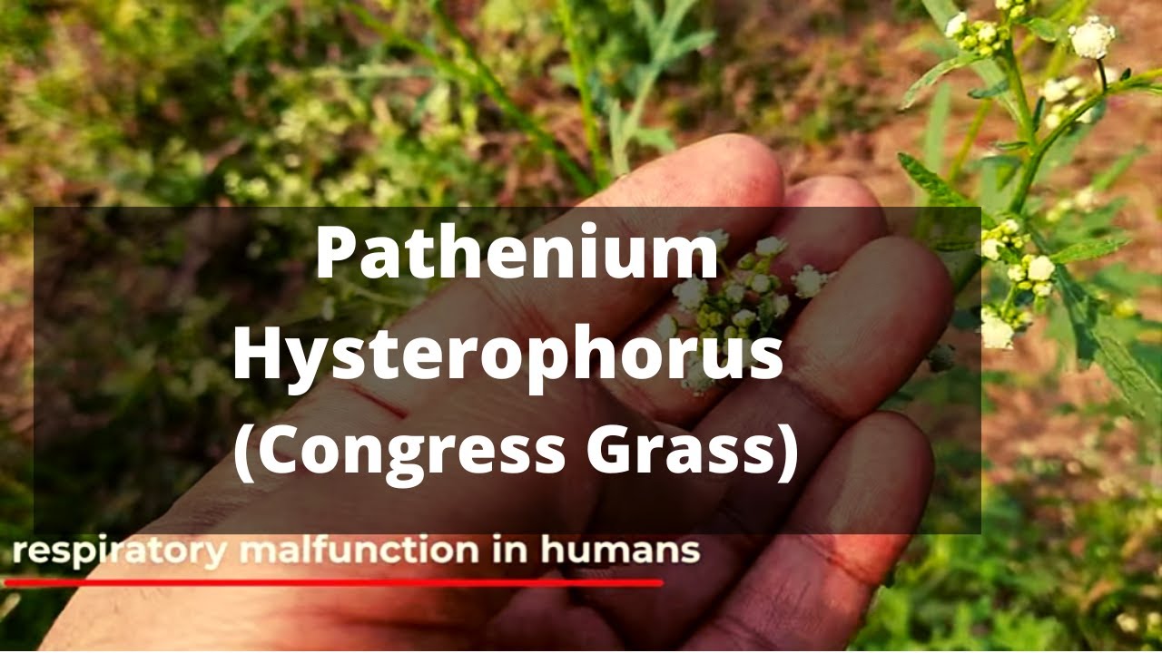 All about Pathenium Hysterophorus
