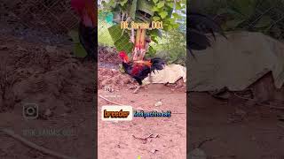 RK Farms #kodi pujulu # Kodi pacha kaki#Please subscribe my channel #👍👍