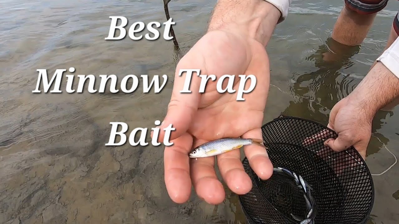 Лучшая приманка для ловушки для мальков!!