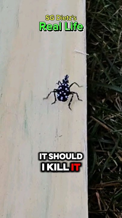 do-you-kill-lantern-flies-youtube