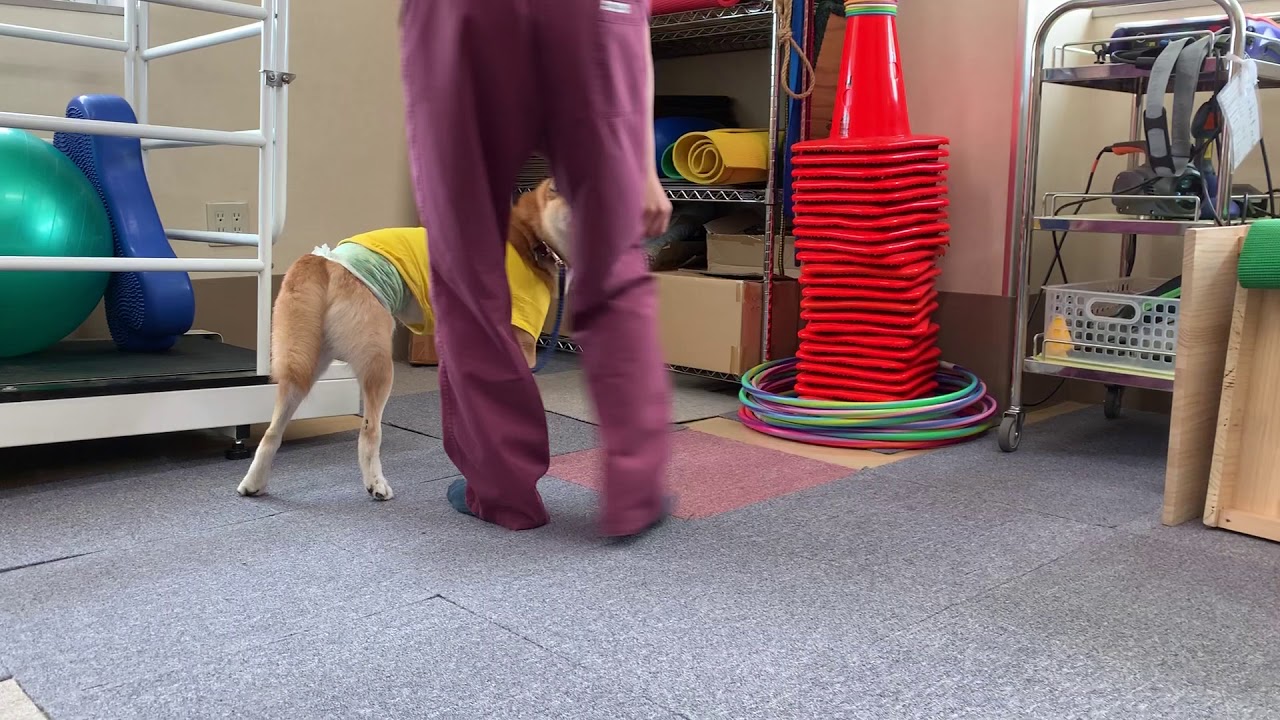 専門診療 犬 猫 どうぶつの病院 アニマルクリニックこばやし 埼玉県 深谷市