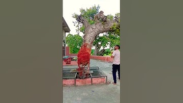 Mahadev #shiv #shivshakti #shivshankar #mahadev #mahashivratrivrat #bholenath #shambhu #shivji