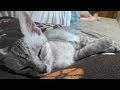 野良子猫ろく これで良いのか悪いのか突然の犬猫生活から一か月