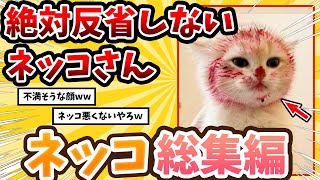 【2ch動物スレ総集編】果物を食べたネコさん完全にやらかす→可愛すぎる結果にwww/ネッコ300選‼