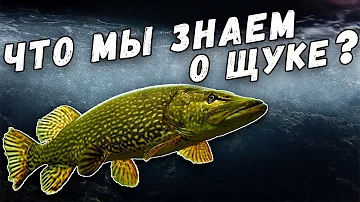 Что Мы Знаем о Щуке? Интересные Факты. Рекорды. Самая Большая Щука.