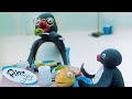 Pingus family   pingu  official channel  cartoons for kids