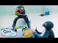 Pingu's Family 🐧 | Pingu - Official Channel | Cartoons For Kids