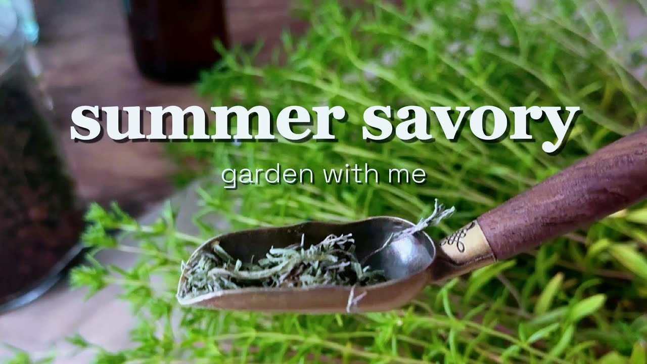 #60 Harvesting & Drying Summer Savory | Balkan Herb with a Family Story