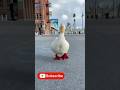 陸上で泳ぐアヒル