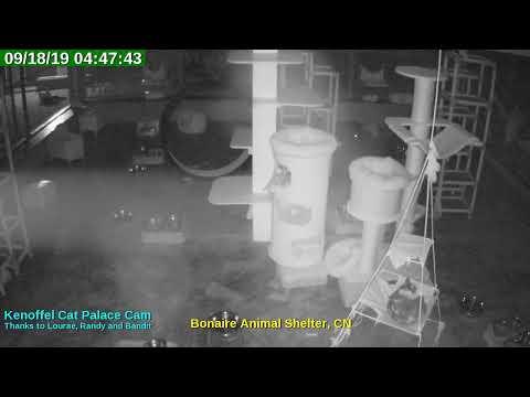 video editing software free Animal Shelter Bonaire Live Stream