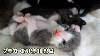 New Foster Family! 2 Weeks Old Kittens and Mom Cat Soraka by 꼬부기아빠 Human Cat Tree 5,236 views 9 months ago 10 minutes, 22 seconds