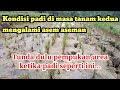 Padi asam asaman pemupukan urea di tunda dulu,seprey dengan mutiara cap tawon...