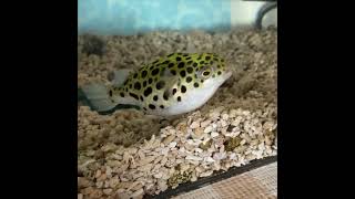 近くで泳ぐミドリフグ Green spotted pufferfish swimming close to us.