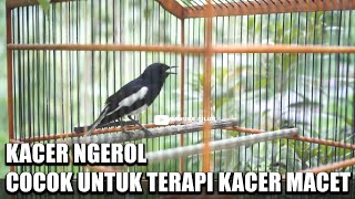KACER NGEROL - TEMBAKAN KASAR - TERAPI KACER MACET - MASTERAN BURUNG KACER