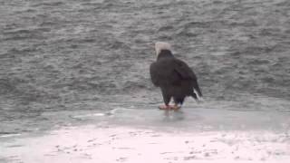 Bald Eagle and the Luckiest Salmon in Alaska