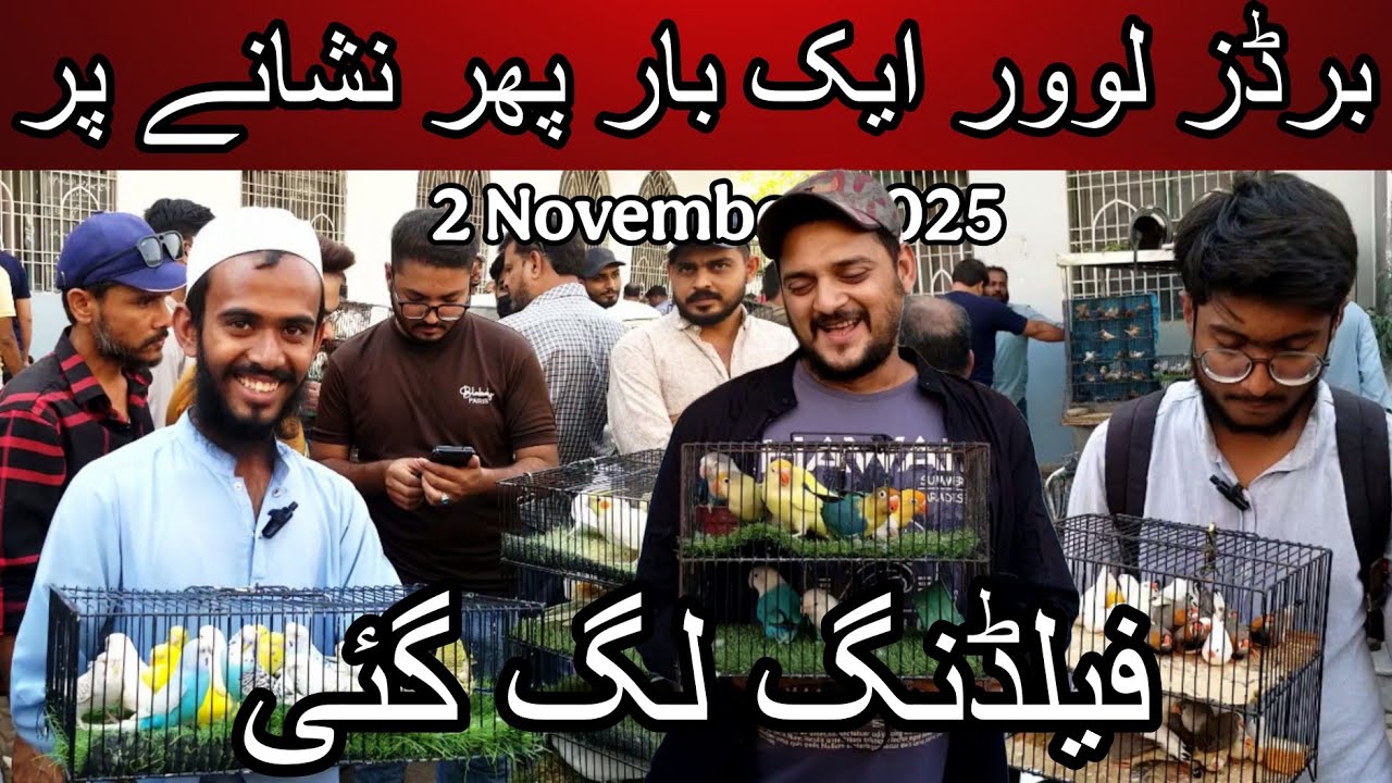 Lalukhet birds market part 1 2 November 2025 | Cheapest price birds market in Karachi Pakistan