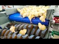 Chicken egg incubation technology  broiler raising method  process  poultry processing factory