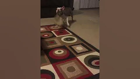 Dymond fighting A pineapple