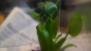 Venus' fly trap eating a box elder bug