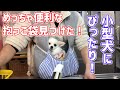 【小型犬におすすめ】ペットパラダイスの抱っこ袋が便利すぎる【チワワのまろみ】