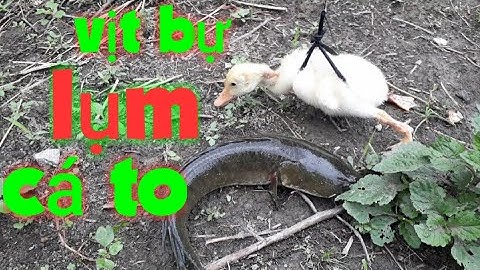 Câu cá lóc bằng vịt chia sẻ cách làm đai treo vịt đơn giản nhất/san va bat