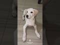 ​"Wait for the Boop! 🐶" #short#shortsvideo #viralshorts #youtubeshorts