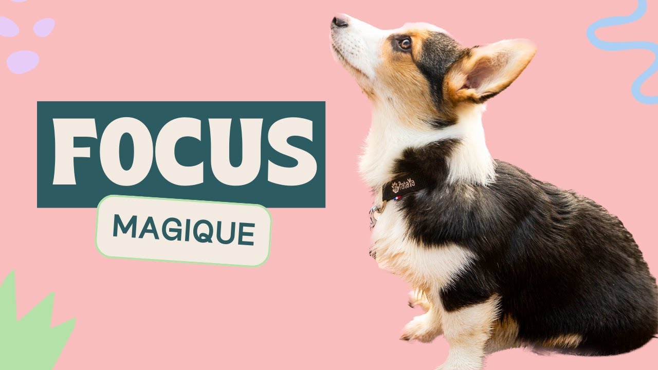 La solution magique pour que ton chien s'intéresse plus à toi - Focus