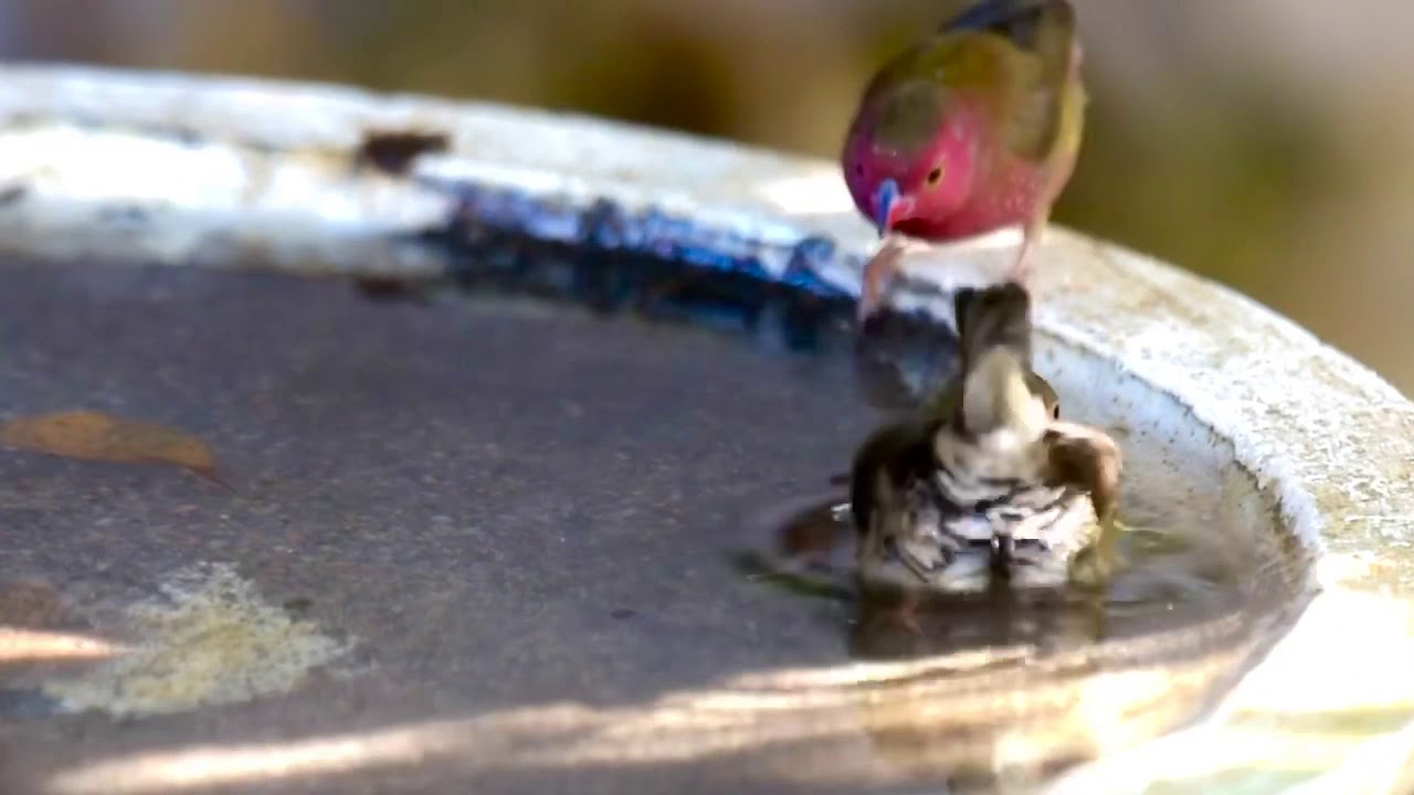 Red-billed Firefinch