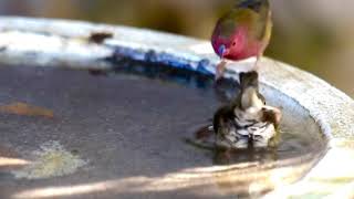 Red-Billed Firefinch