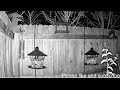 Bird Feeder Cam - Oklahoma