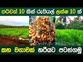 පර්චස් දහයක ඉඩමකින් රුපියල් ලක්ෂ 10ක් | Turmeric Cultivation Process | Kaha Wagawa |ව්‍යාපාර ඉලක්කය