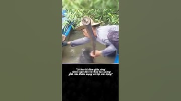 "Cá heo bị đâm giữa sông, nhóm ngư dân Cà Mau lao xuống giải cứu khiến mạng xã hội xúc động!"