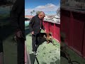 Sporting dog call off using jumps.  Belgian Malinois