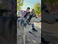 Doggos!