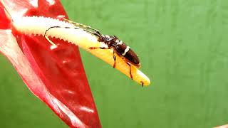 Macro, Insect, Garden, Nature, Colombia , Free Videos, Royalty Free