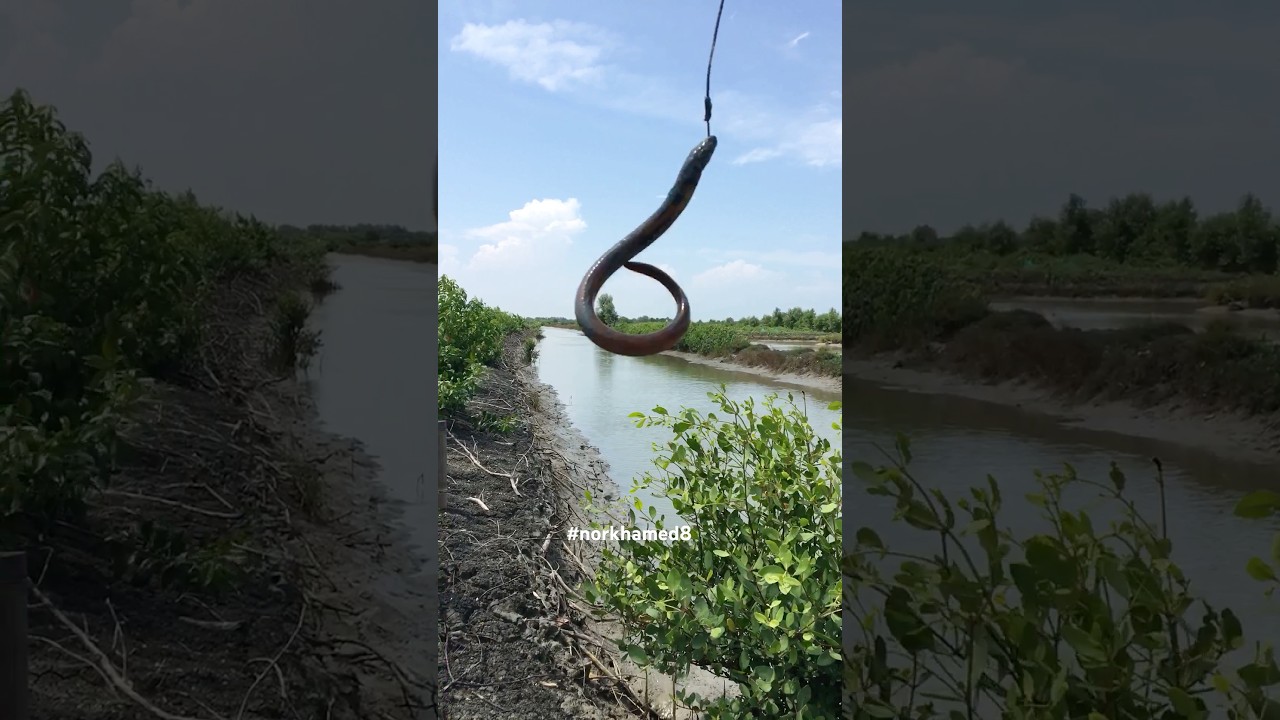 mancing belut di tambak air payau 