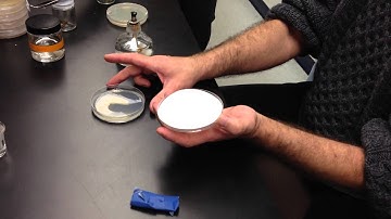 Andrii shows how to culture Basidiobolus from frog excrement