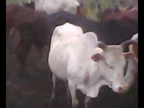 MAHEMBO GILE VIDEO NZIKU