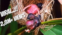 Cuckoo: Burung Rakus dan Serakah Yang Menjadi Mimpi Buruk Semua Ibu  - Durasi: 5:01. 