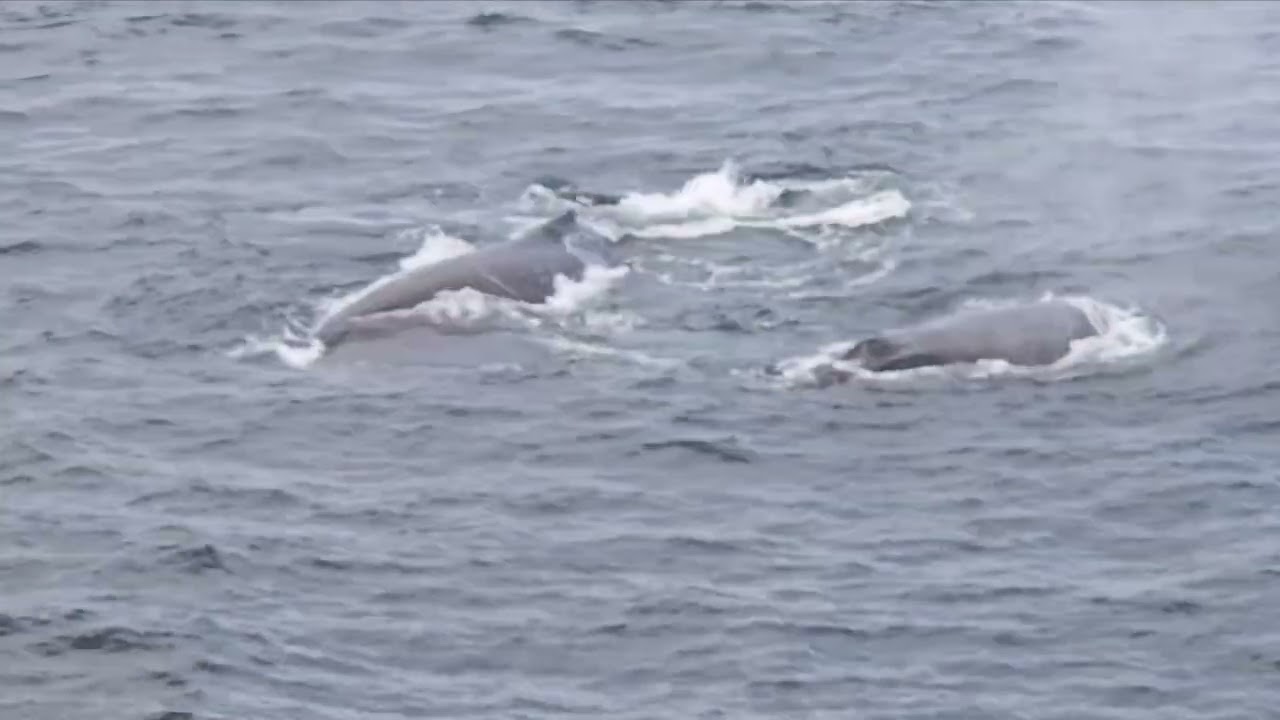 Three Whales plus a Sealion eating a baby shark. 