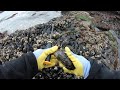 Mussels coastal foraging low tide  catch n cook