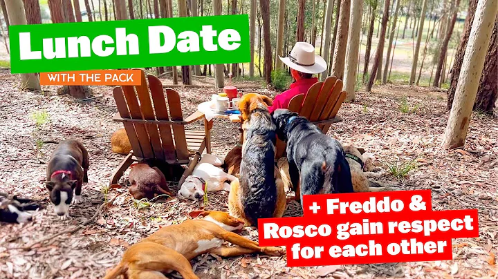 Lunch Date with the Pack and Freddo and Rosco gain...